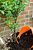 ADDING MULCH TO A ROSE BUSH,  IN SPRING