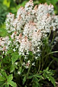 TIARELLA SPRING SYMPHONY