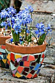 SCILLA IN MOSAIC POTS