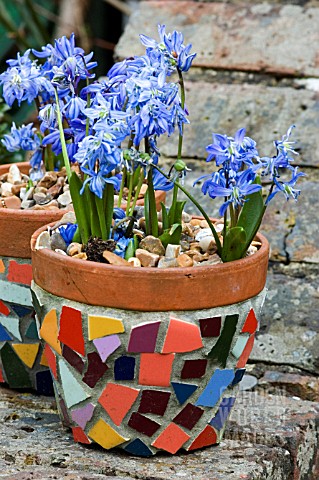 SCILLA_IN_MOSAIC_POTS