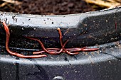 EISENIA HORTENSIS,  TIGER WORMS GATHERING ROUND TOP OF COMPOST BIN