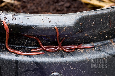 EISENIA_HORTENSIS__TIGER_WORMS_GATHERING_ROUND_TOP_OF_COMPOST_BIN