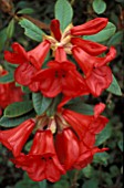 RHODODENDRON ELIZABETH,  RED, FLOWERS, CLOSE UP