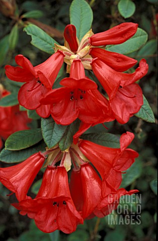 RHODODENDRON_ELIZABETH__RED_FLOWERS_CLOSE_UP