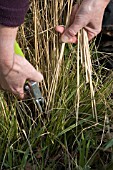 REMOVING LAST YEARS FLOWER STALKS FROM ORNAMENTAL GRASS