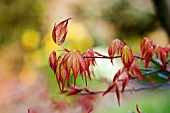 ACER PALMATUM CHISHIO