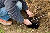 PLANTING HAMAMELIS STAGE 2   CHECKING DEPTH OF HOLE