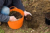 PLANTING HAMAMELIS STAGE 3   ADDING COMPOST TO HOLE