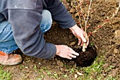 PLANTING HAMAMELIS STAGE 4   LOWER PLANT INTO HOLE   NEW GRASS CUTTINGS PROVIDE GOOD COMPOST OR MULCH