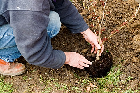 PLANTING_HAMAMELIS_STAGE_4___LOWER_PLANT_INTO_HOLE___NEW_GRASS_CUTTINGS_PROVIDE_GOOD_COMPOST_OR_MULC