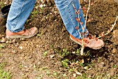 PLANTING HAMAMELIS STAGE 5   HEEL IN WELL AFTER PLANTING