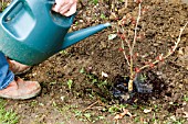 PLANTING HAMAMELIS STAGE 6   WATER IN WELL