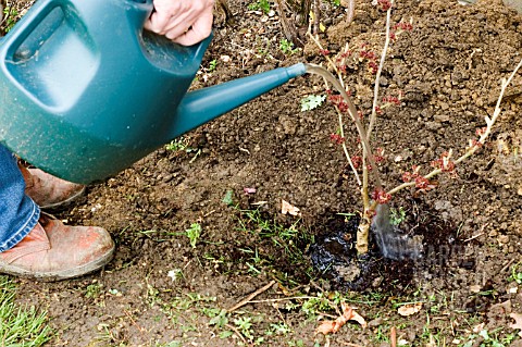 PLANTING_HAMAMELIS_STAGE_6___WATER_IN_WELL