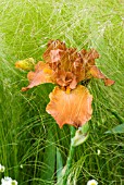 BEARDED IRIS WITH STIPA TENUISSIMA