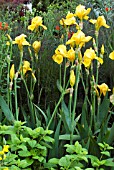 IRIS BERKELEY GOLD WITH FOENICULUM