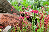 HEUCHERA WITH ANTHEMIS   RELATIONSHIPS   DESIGNER GEOFFREY WHITEN CHELSEA 2007