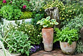 COMBINATION PLANTING WITH POTS   RELATIONSHIPS GARDEN   DESIGNER GEOFFREY WHITEN   CHELSEA 2007