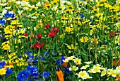 WILD FLOWER PLANTING