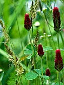 TRIFOLIUM INCARNATA WITH GRASSES