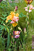 BEARDED IRIS WITH STIPA TENUISSIMA