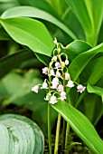 CONVALLARIA MAJALIS ROSEA