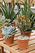 SUCCULENTS IN THE WOODEN GREENHOUSE