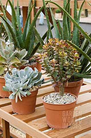SUCCULENTS_IN_THE_WOODEN_GREENHOUSE