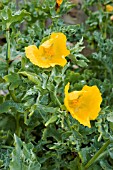 GLAUCIUM FLAVUM   HORNED POPPY