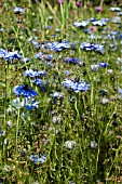 NIGELLA   LOVE IN A MIST