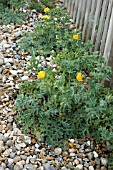 GLAUCIUM FLAVUM   HORNED POPPY