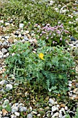 GLAUCIUM FLAVUM (HORNED POPPY) AND ARMERIA MARITIMA (THRIFT).