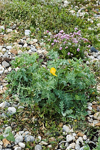 GLAUCIUM_FLAVUM_HORNED_POPPY_AND_ARMERIA_MARITIMA_THRIFT