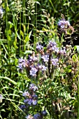 PHYTEUMA   HORNED RAMPION