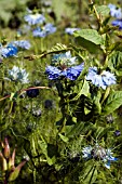 CONVOLVULUS ARVENSIS,  WINDING THROUGH ANNUAL NIGELLA.