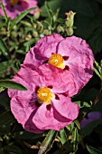 CISTUS X PURPUREUS