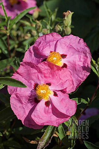 CISTUS_X_PURPUREUS