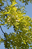 ROBINIA PSEUDOACACIA