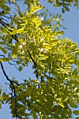 ROBINIA PSEUDOACACIA