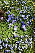 SPRING GROUND COVER