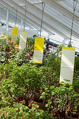 INSECT_CONTROL_IN_GREENHOUSE