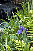 WATERFALL WITH IRIS AND FERNS