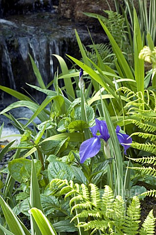 WATERFALL_WITH_IRIS_AND_FERNS