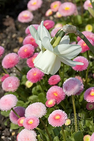 BELLIS_PERENNIS_WITH_NARCISSUS