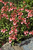 DIASCIA FLYING COLOURS