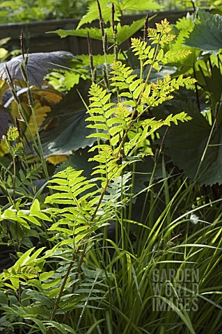 FERN_AND_CAREX_COMBINATION