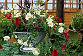 HANGING BASKET COLANDER