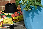 PLUNGE TOMATO PLANTS INTO WATER BEFORE PLANTING IN GROWBAG WITH UPTURNED POT TO AID LATER WATERING