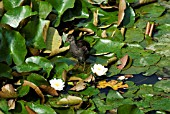 YOUNG COOT ON NYMPHAEA LEAVES