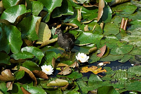 YOUNG_COOT_ON_NYMPHAEA_LEAVES