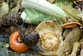 SNAILS ON COMPOST